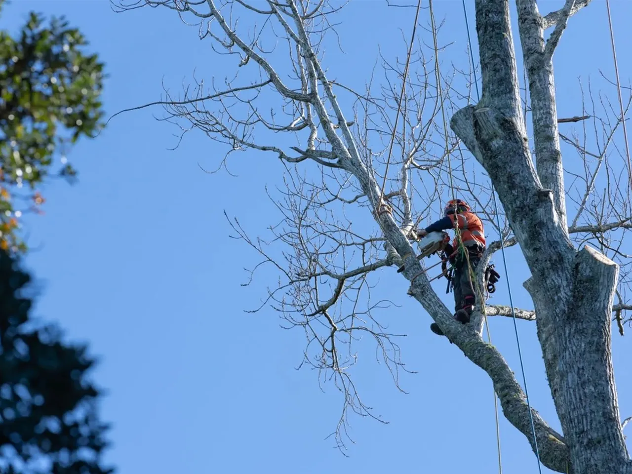 Санитарная обрезка
