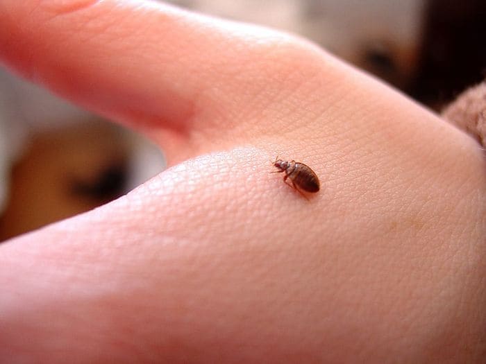 Домашний клоп на руке